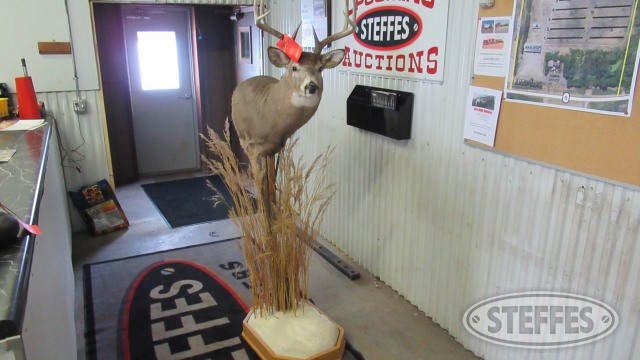 Free standing 8-point deer mount